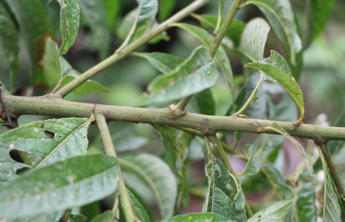 Figura. 3 Hojas posición, <i>Lepidaploa patens</i></i>, (Asteraceae). Area de Conservación Guanacaste. Sector Rincón Rain Forest. Selva, (elevación 410 metros), colectada el 22 de marzo 2023. Foto. Jorge Hernández. 
