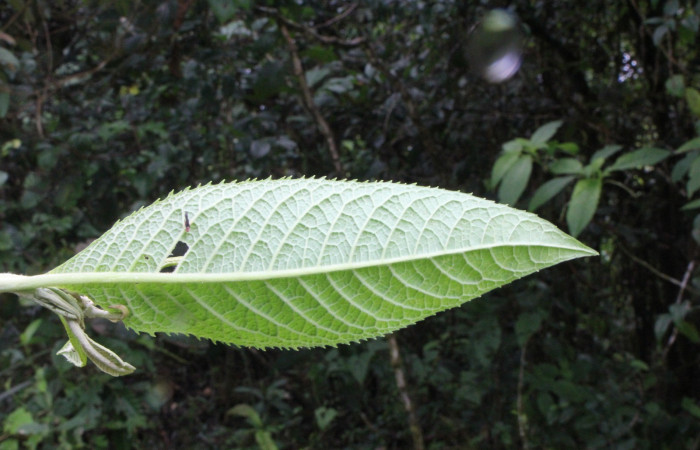 Figura. 4 Hojas envés, <i>Lepidaploa patens</i></i>, (Asteraceae). Area de Conservación Guanacaste. Sector Rincón Rain Forest. Selva, (elevación 410 metros), colectada el 22 de marzo 2023. Foto. Jorge Hernández. 
