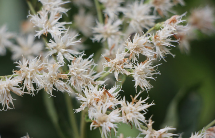 Figura. 6 flores de frente , <i>Lepidaploa patens</i></i>, (Asteraceae). Area de Conservación Guanacaste. Sector Rincón Rain Forest. Selva, (elevación 410 metros), colectada el 22 de marzo 2023. Foto. Jorge Hernández. 
