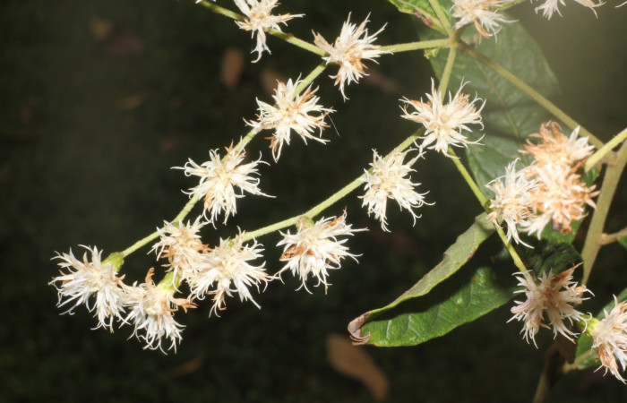 igura. 7 Flores de frente , <i>Lepidaploa patens</i></i>, (Asteraceae). Area de Conservación Guanacaste. Sector Rincón Rain Forest. Selva, (elevación 410 metros), colectada el 22 de marzo 2023. Foto. Jorge Hernández. 
