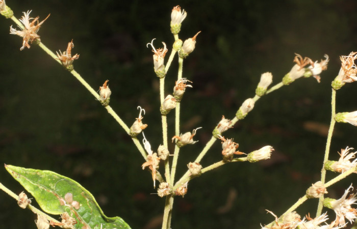 igura. 8 flores punta de rama  , <i>Lepidaploa patens</i></i>, (Asteraceae). Area de Conservación Guanacaste. Sector Rincón Rain Forest. Selva, (elevación 410 metros), colectada el 22 de marzo 2023. Foto. Jorge Hernández. 
