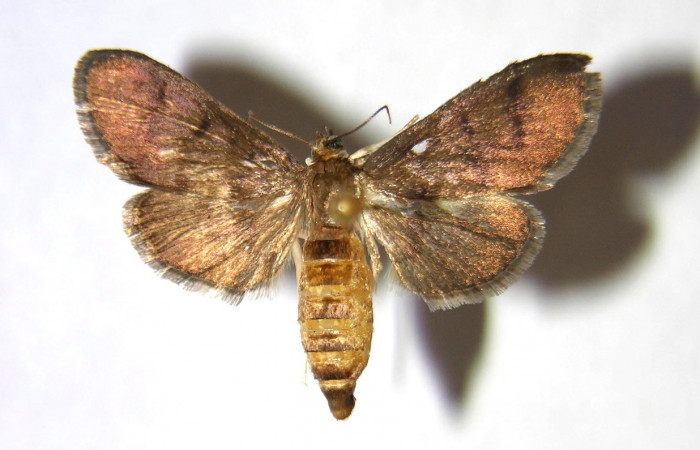 Figura 17. Adulto de <i>Syllepte</i></i> Solis21 (Crambidae) parte dorsal. Voucher: 00-SRNP-23540-DHJ368570.