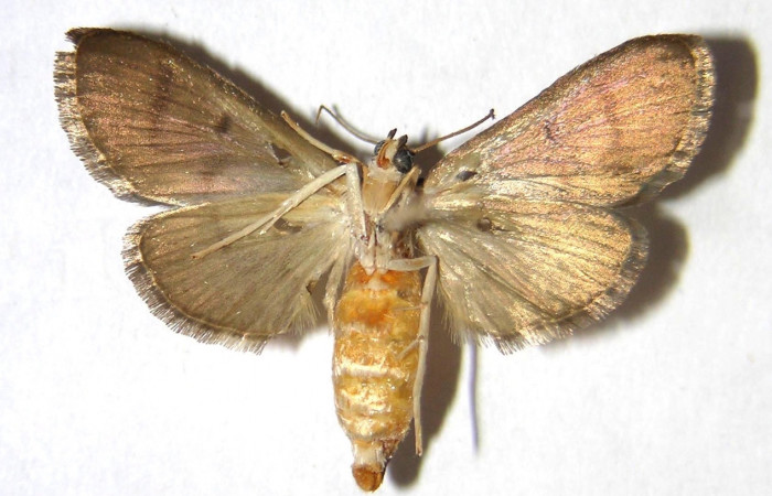 Figura 18. Adulto de <i>Syllepte</i></i> Solis21 (Crambidae) parte ventral l. Voucher: 00-SRNP-23540-DHJ368571.