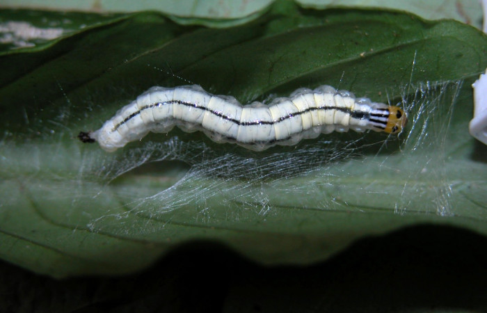 Figura 9. <i>Syllepte</i></i> Solis22(Crambidae). Último estadio, parte dorsal. Voucher: 03-SRNP-4382-DHJ400581.jpg