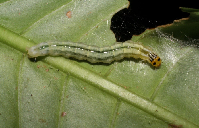 Figura 12. <i>Syllepte</i></i> Solis22 (Crambidae). Alimentadose de <i>Psychotria panamensis</i></i> (Rubiaceae). Penúltimo estadio, parte dorsal. Voucher: 05-SRNP-22016-DHJ403604.jpg.