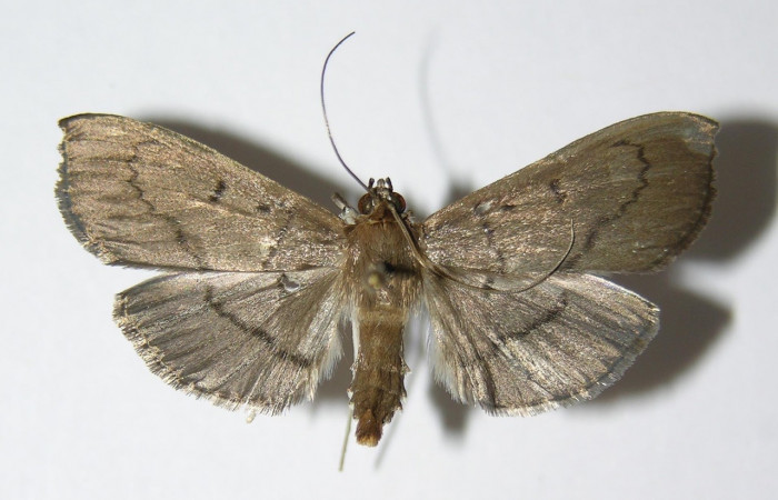 Figura 15. Adulto de <i>Syllepte</i></i> Solis22 (Crambidae) parte dorsal. Voucher: 05-SRNP-3412-DHJ332762.