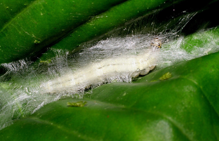 Figura 8. <i>Syllepte</i></i> Solis22 (Crambidae). Último estadio, parte dorsal. Voucher: 07-SRNP-2925-DHJ425894.jpg.