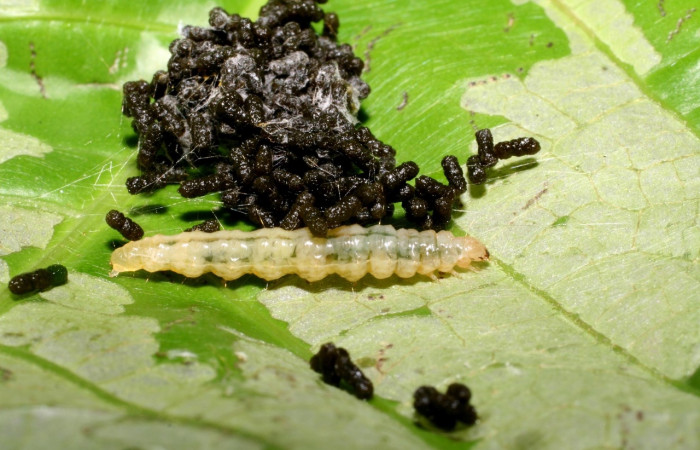 Figura 4. <i>Syllepte</i></i> Solis21 (Crambidae). Último estadio, parte dorsal. Voucher: 07-SRNP-35615-DHJ420109.jpg.