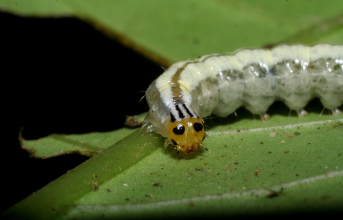 Figura 10. <i>Syllepte</i></i> Solis22 (Crambidae). Último estadio, parte dorsal. Voucher: 08-SRNP-4827-DHJ437722.jpg.