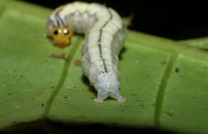  Figura 11. <i>Syllepte</i></i> Solis22 (Crambidae). Último estadio, parte trasera. Voucher: 08-SRNP-4827-DHJ437723.jpg. 