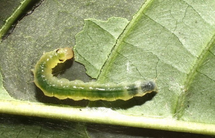 Figura 2. <i>Syllepte</i></i> Solis21 (Crambidae). Último estadio, parte dorsal. Voucher: 10-SRNP-4272-DHJ474379.jpg.