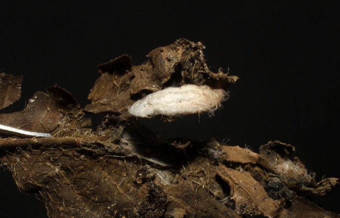 Figura 13. Capullo de <i>Hormius jorgecarvajali</i></i> (Braconidae) que salió de <i>Syllepte</i></i> Solis22 (Crambidae). Voucher: 10-SRNP-554-DHJ480195.jpg.