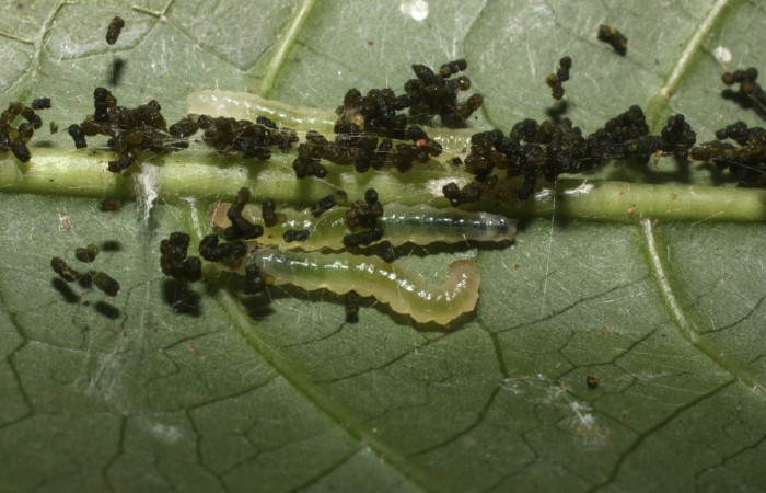 Figura 3. <i>Syllepte</i></i> Solis21 (Crambidae). Tercer estadio. Parte dorsal. Voucher: 12-SRNP-35024-DHJ489971.jpg.