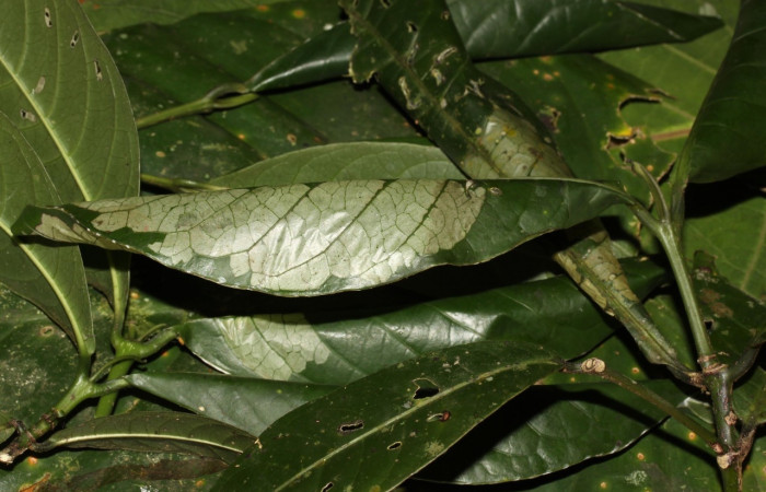 Figura 5. <i>Syllepte</i></i> Solis21 (Crambidae) en planta hospedera <i>Coussarea caroliana</i></i> (Rubiaceae). Voucher: 13-SRNP-31469-DHJ701789.jpg.