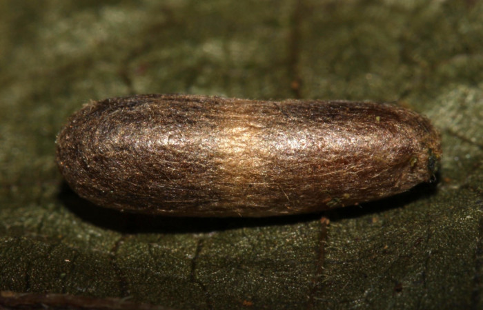 Figura 14. Capullo de <i>Eiphosoma</i></i> macrumDHJ08 (Ichneumonidae) que salió de <i>Syllepte</i></i> Solis22 (Crambidae). Voucher: 13-SRNP-31608-DHJ701933.jpg.