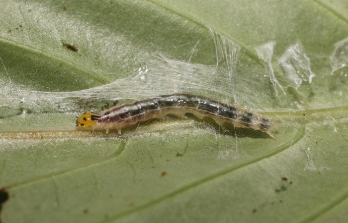 Figura 1. <i>Syllepte</i></i> Solis22 (Crambidae). Penúltimo estadio, parte lateral. Voucher: 18-SRNP-80595-DHJ715234.jpg.