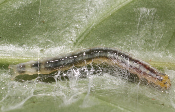 Figura 6. <i>Syllepte</i></i> Solis22 (Crambidae). Penúltimo estadio, parte dorsal. Voucher: 18-SRNP-80595-DHJ715236.jpg.