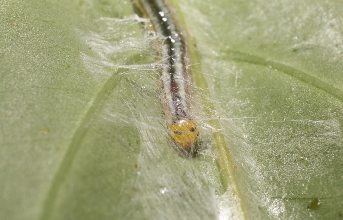 Figura 7. <i>Syllepte</i></i> Solis22 (Crambidae). Penúltimo estadio, parte frontal. Voucher: 18-SRNP-80595-DHJ715237.jpg.