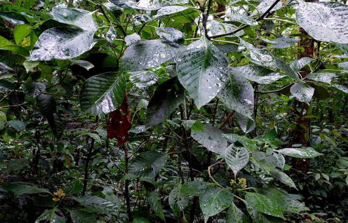 Figura 19. <i>Psychotria panamensis</i></i> (Rubiaceae) planta hospedera de <i>Syllepte</i></i> Solis22 (Crambidae).
Foto: Carolina Cano. Sendero Corredor. Mayo 2023.