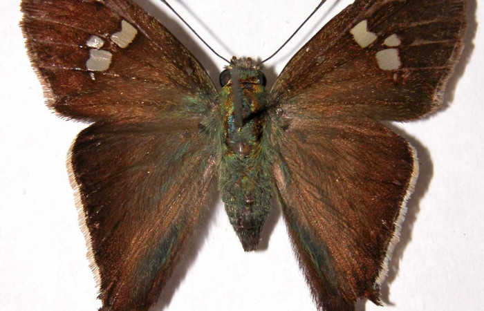 Figura 9. Adulto de <i>Polythrix auginus</i></i> (Hesperiidae). Vista dorsal. Voucher, 00-SRNP-21098-DHJ39768.