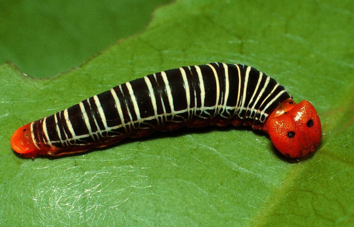 Figura 11. <i>Polythrix caunus</i></i> (Hesperiidae). Vista dorsal. 4/20/2007. Voucher, 02-SRNP-6762-DHJ65979.