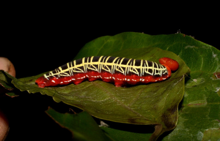 Figura 13. <i>Polythrix caunus</i></i> (Hesperiidae). Vista Lateral derecho. Voucher 05-SRNP-41335-DHJ406945.