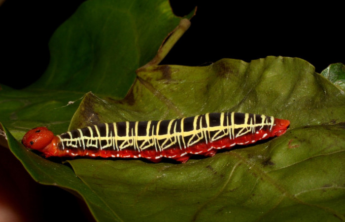 Figura 14. <i>Polythrix caunus</i></i> (Hesperiidae). Vista lateral izquierdo, Colectada en, Sector Santa Rosa. Voucher, 05-SRNP-41335-DHJ406946.