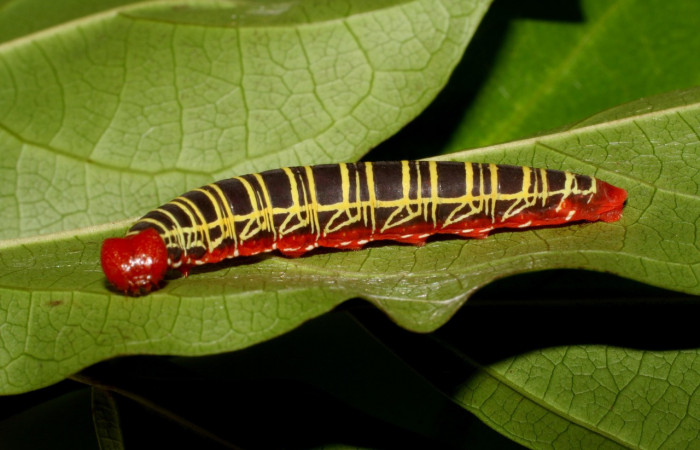Figura 1. <i> Polythrix auginus</i></i> (Hesperiidae). Vista lateral. Ultimo estadio mIdió 36mm, colectada en Sector Brasilia, el 4/20/2007. Voucher. 07-SRNP-65115-DHJ429267.