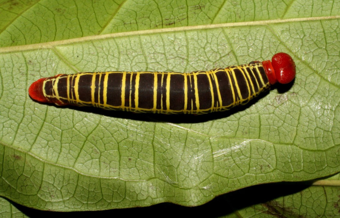 Figura 2.<i>Polythrix auginus</i></i> (Hesperiidae). Vista dorsal, en úlltimo estadio, midió 36 mm, colectada en Sector Brasilia, el 4/20/2007. Voucher. 07-SRNP-65115-DHJ429268.
