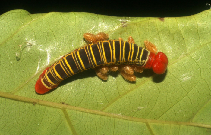 Figura 17. Capullos de parásitos puestos en <i>Polythrix caunus</i></i> (Hesperiidae). Vista dorsal Voucher, 08-SRNP-2601-DHJ437291.