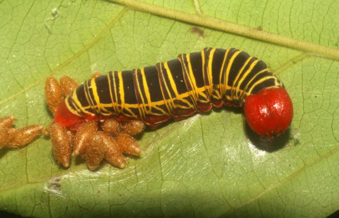 Figura 18. Capullos de parásitos puestos en <i>Polythrix caunus</i></i> (Hesperiidae). Vista lateral Voucher, 08-SRNP-2601-DHJ437293.