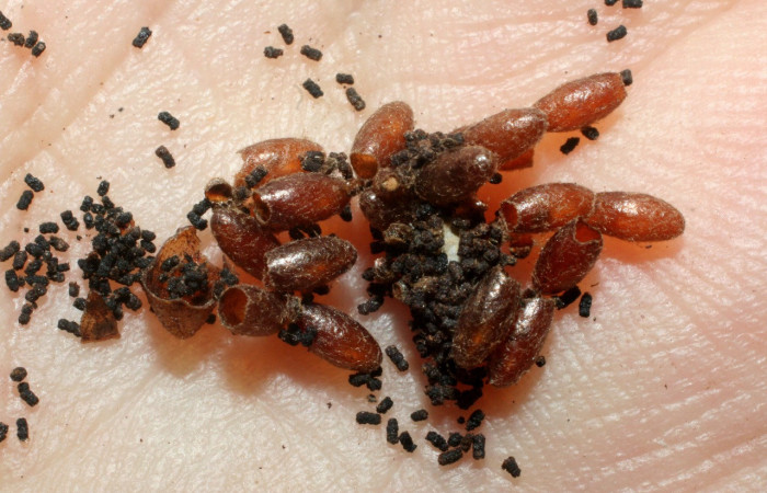 Figura 19. Capullos de (Braconidae), <i>Meteorus</i></i> Janzen13, parásito en larva <i>Polythrix caunus</i></i> Voucher, 08-SRNP-2601-DHJ453189.