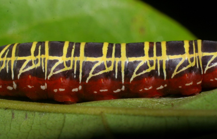 Figura 5. <i> Polythrix auginus</i></i> (Hesperiidae). Detalle central, en úlltimo estadio, midió 36mm, colectada en Sector Brasilia, el 08-SRNP-5805-DHJ444709.