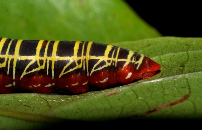  Figura 6.  <i>Polythrix auginus</i></i> (Hesperiidae). detalle de cola, en último estadio, midió 36mm, colectada en Sector Brasilia. el 4/20/2007. Voucher 08-SRNP-5805-DHJ444710.