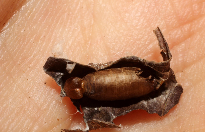 Figura 8. Capullo de la familia (Ichneumonidae), <i>Hyposoter</i></i> INB-42DHJ01, parásito en larva <i>Polythrix auginus</i></i>, (Hesperiidae), en colectada en Sector Brasilia. Voucher, 10-SRNP-67476-DHJ498294.