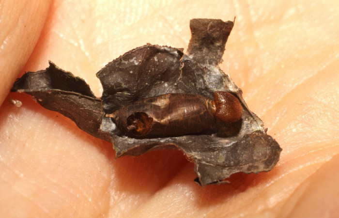 Figura 7. Mostrando capullo de la familia (Ichneumonidae),Hyposoter INB-42DHJ01, paråsito en larva <i>Polythrix auginus</i></i>, (Hesperiidae), Colectada Sector Brasilia. el 4/20/2007. Voucher,10-SRNP-81407-DHJ497817.jpg