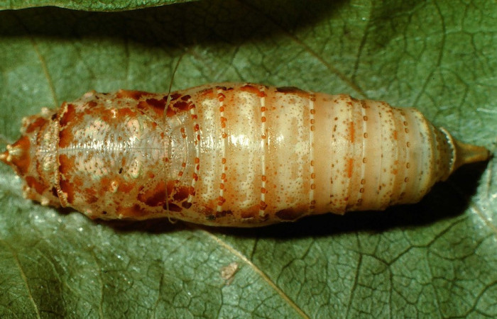 Figura 16. Pupa de <i>Polythrix caunus</i></i>, (Hesperiidae). Vista dorsal Voucher, 95-SRNP-5513-DHJ23800.