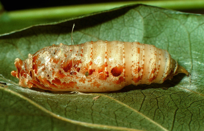 Figura .15 Pupa de. <i>Polythrix caunus</i></i> (Hesperiidae). Vista lateral. Voucher 95-SRNP-5513-DHJ23803.jpg