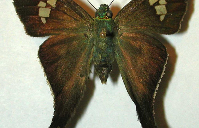 Figura 20. Adulto de <i>Polythrix caunus</i></i> posición dorsal voucher, 95-SRNP-6391-DHJ31998.