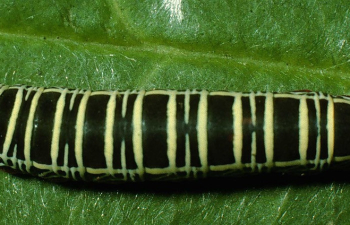 Figura 12.<i>Polythrix caunus</i></i> (Hesperiidae). Detalle central. Voucher 95-SRNP-6392-DHJ23980.