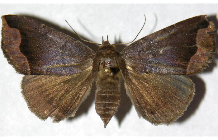 Figura 1. Adulto de <i>Bendisodes</i></i> Poole02 (Erebidae), vista dorsal, localidad Río Blanco Abajo Sector San Cristóbal ACG (500m). Voucher: 03-SRNP-7388-DHJ320212.jpg.