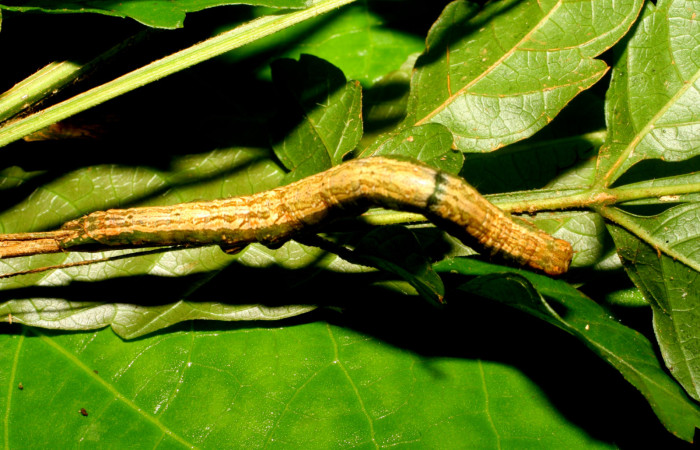 Figura 4. Larva <i>Bendisodes</i></i> Poole02 (Erebidae), último estadío (U) vista dorsal, localidad Jacobo Sector Rincón Rain Forest ACG (461m). Voucher: 09-SRNP-65505-DHJ460654.jpg.