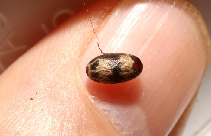 Figura 14. Restos de capullo de parásito <i>Charops</i></i> GauldADHJ06 (Ichneumonidae) que ataca <i>Bendisodes</i></i> Poole02 (Erebidae), localidad San Lucas Sector Rincón Rain Forest ACG (320m). Voucher: 11-SRNP-40315-DHJ800744.jpg.