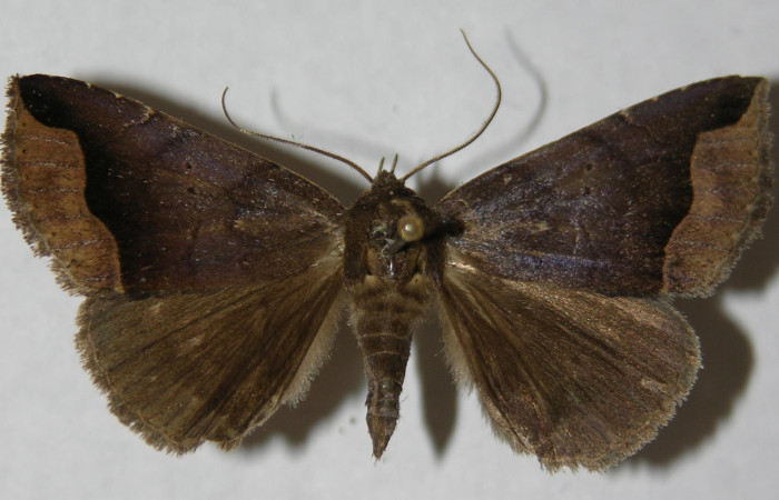 Figura 7. Adulto de <i>Bendisodes</i></i> Poole02 (Erebidae), vista dorsal, localidad Sendero Laguna Sector Pitilla ACG (680m). Voucher: 12-SRNP-30597-DHJ597842.jpg.
