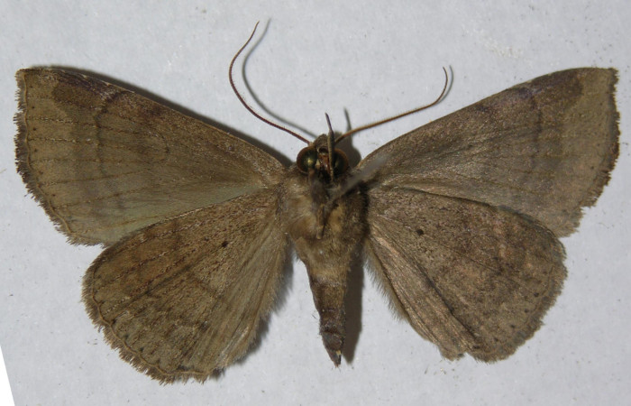 Figura 8. Adulto de <i>Bendisodes</i></i> Poole02 (Erebidae), vista ventral, localidad Sendero Laguna Sector Pitilla ACG (680m). Voucher: 12-SRNP-30597-DHJ597843.jpg.