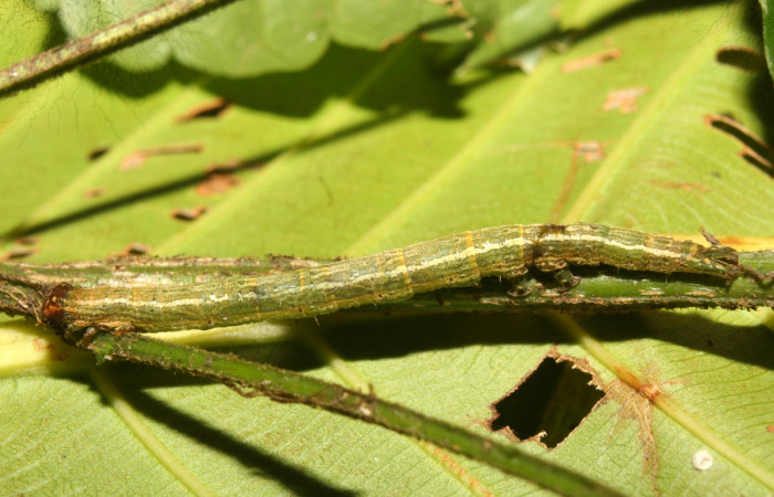 Figura 2. Larva <i>Bendisodes</i></i> Poole02 (Erebidae), penúltimo estadío (PU) vista lateral, localidad Leonel Estación Biológica Quica, Sector Pitilla ACG (510m). Voucher: 13-SRNP-71916-DHJ703579.jpg.