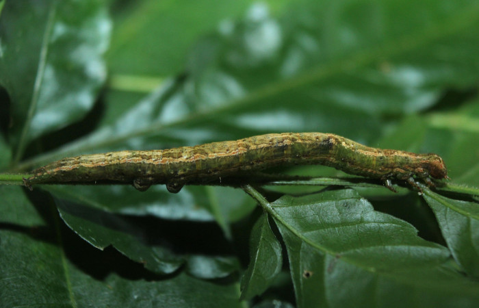 Figura 3. Larva <i>Bendisodes</i></i> Poole02 (Erebidae), último estadío (U) vista lateral, localidad Sendero Manguera Estación Biológica Quica, Sector Pitilla ACG (470m). Voucher: 16-SRNP-71446-DHJ733308.jpg.