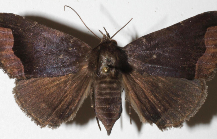 Figura 9. Adulto de <i>Bendisodes</i></i> Poole02 (Erebidae), vista dorsal, localidad Sendero Mismo Sector Pitilla ACG (680m). Voucher: 18-SRNP-31341-DHJ942150.jpg.