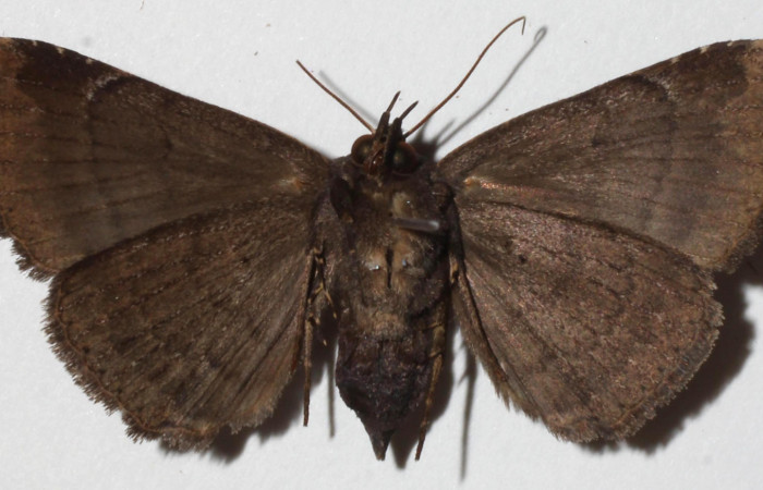 Figura 10. Adulto de <i>Bendisodes</i></i> Poole02 (Erebidae), vista ventral, localidad Sendero Mismo Sector Pitilla ACG (680m). Voucher: 18-SRNP-31341-DHJ942151.jpg.