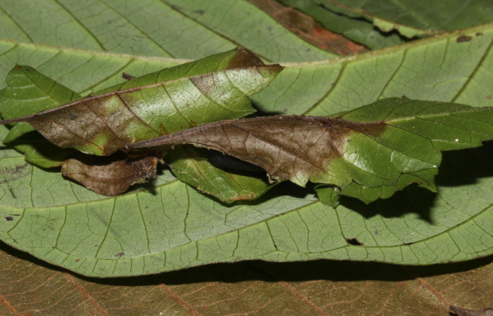 Figura 5. Habitad de pupa de <i>Bendisodes</i></i> Poole02 (Erebidae), localidad Sendero Cuestona Sector Pitilla ACG (640m). Voucher: 18-SRNP-31477-DHJ746394.jpg.